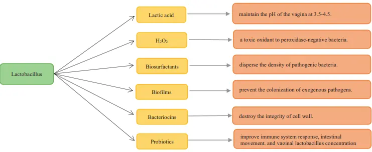 lactobacillus function